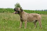 CANE CORSO 1109